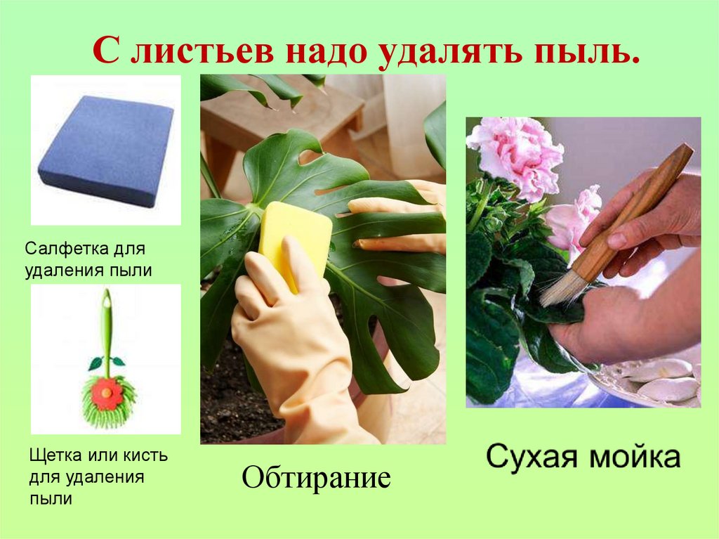 С листьев надо удалять пыль.
