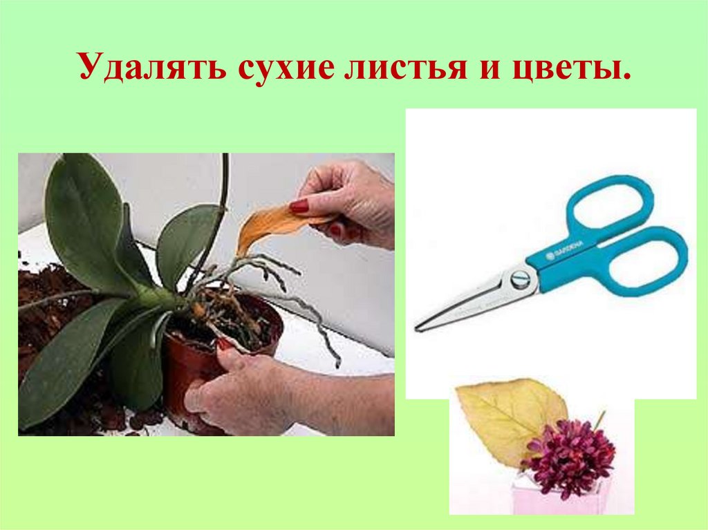 Удалять сухие листья и цветы.