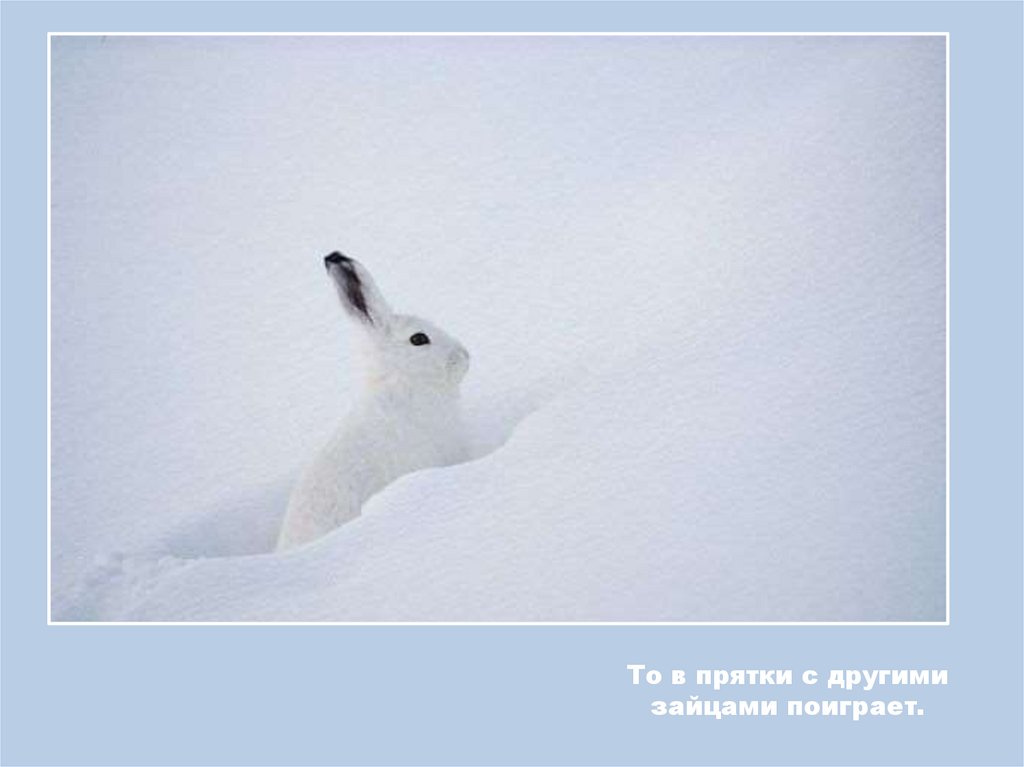 То в прятки с другими зайцами поиграет.