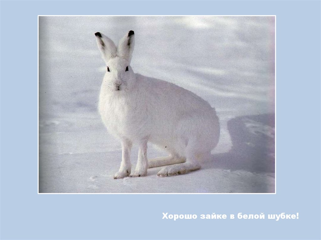 Хорошо зайке в белой шубке!
