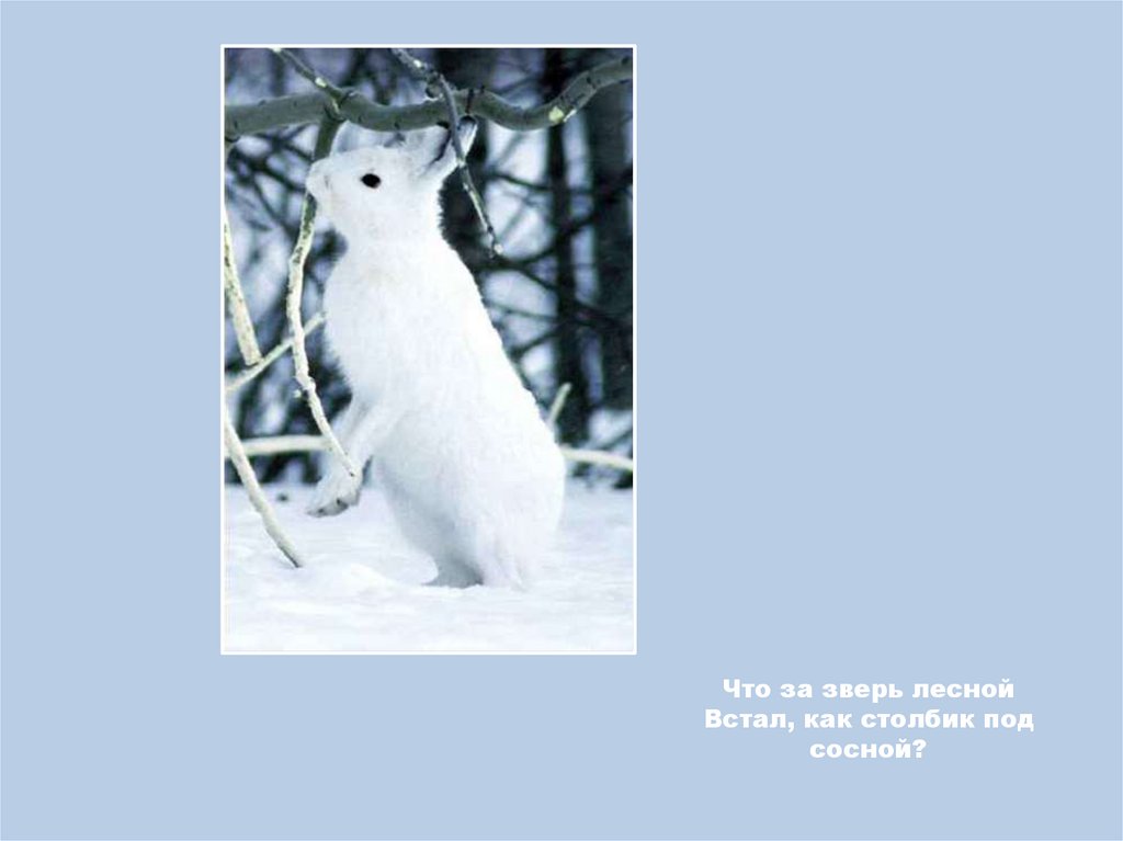 Что за зверь лесной Встал, как столбик под сосной?