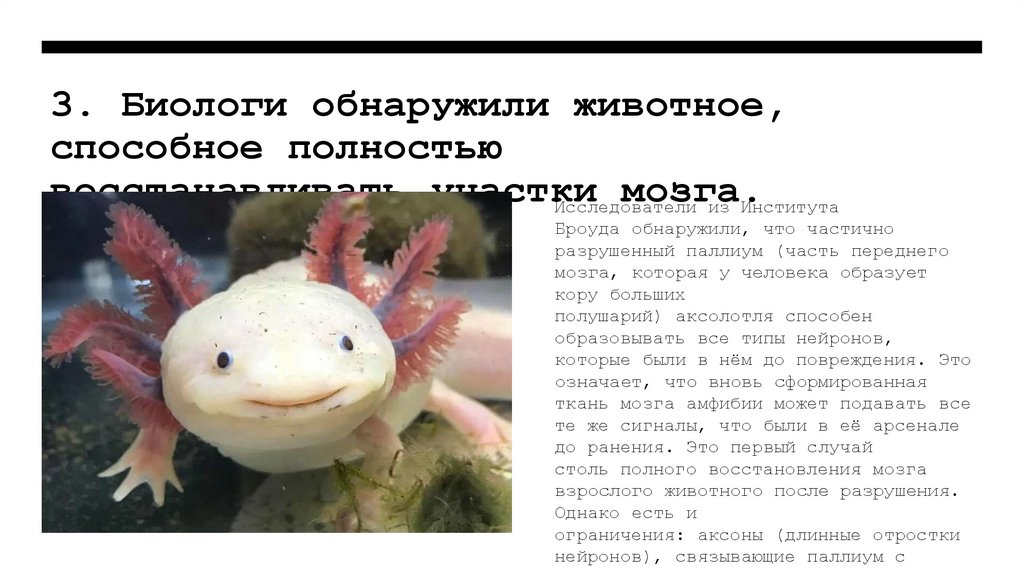3. Биологи обнаружили животное, способное полностью восстанавливать участки мозга. 
