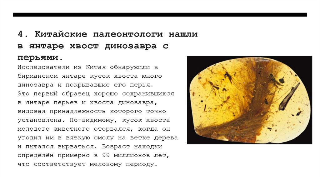 4. Китайские палеонтологи нашли в янтаре хвост динозавра с перьями.