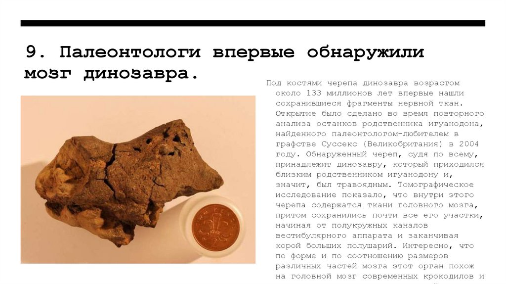 9. Палеонтологи впервые обнаружили мозг динозавра.