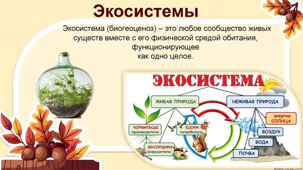 Экосистемы