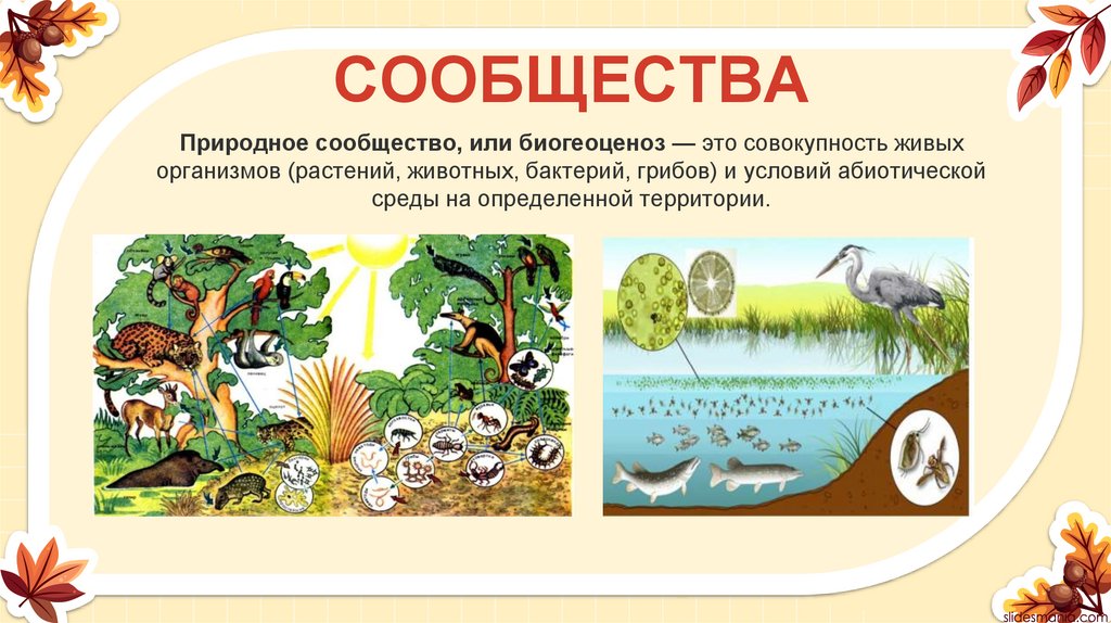 СООБЩЕСТВА