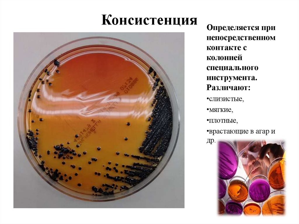 Консистенция