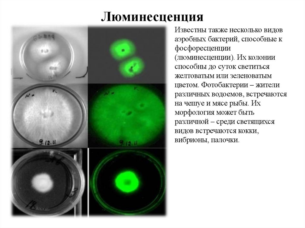 Люминесценция