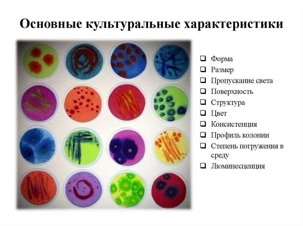 Основные культуральные характеристики