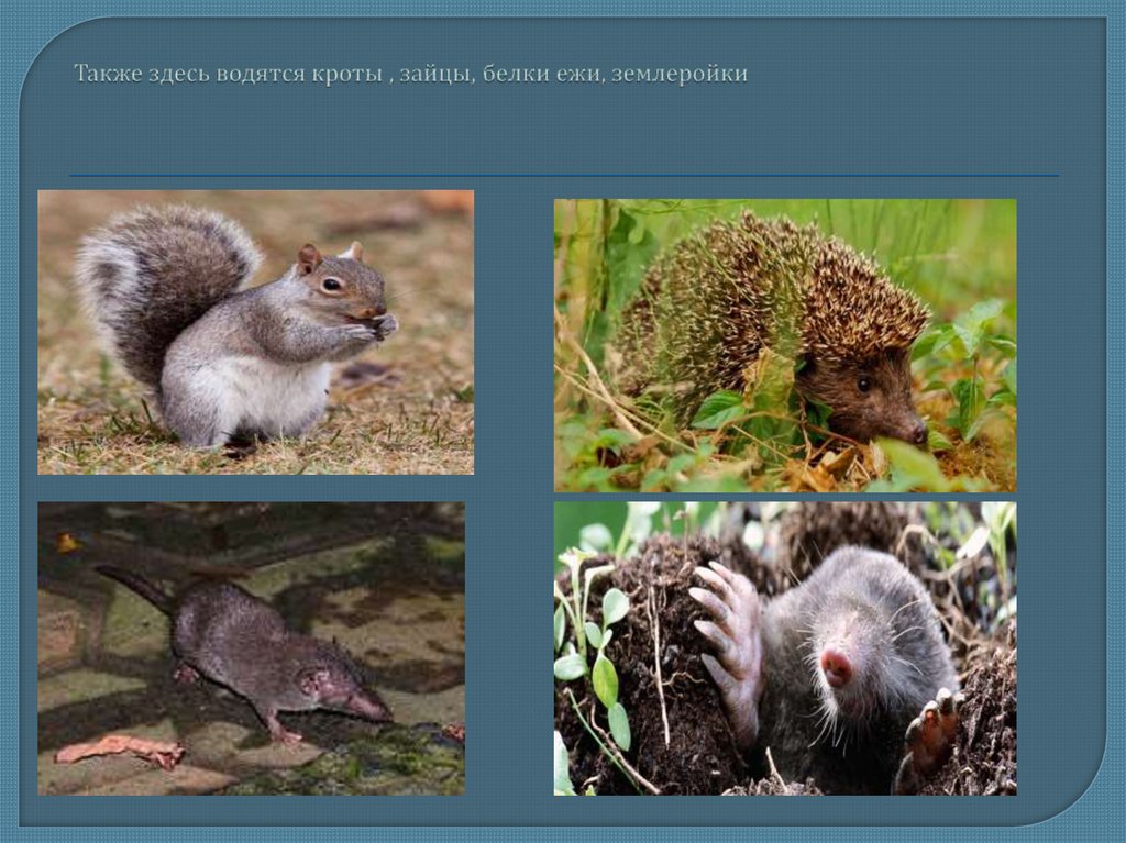 Также здесь водятся кроты , зайцы, белки ежи, землеройки
