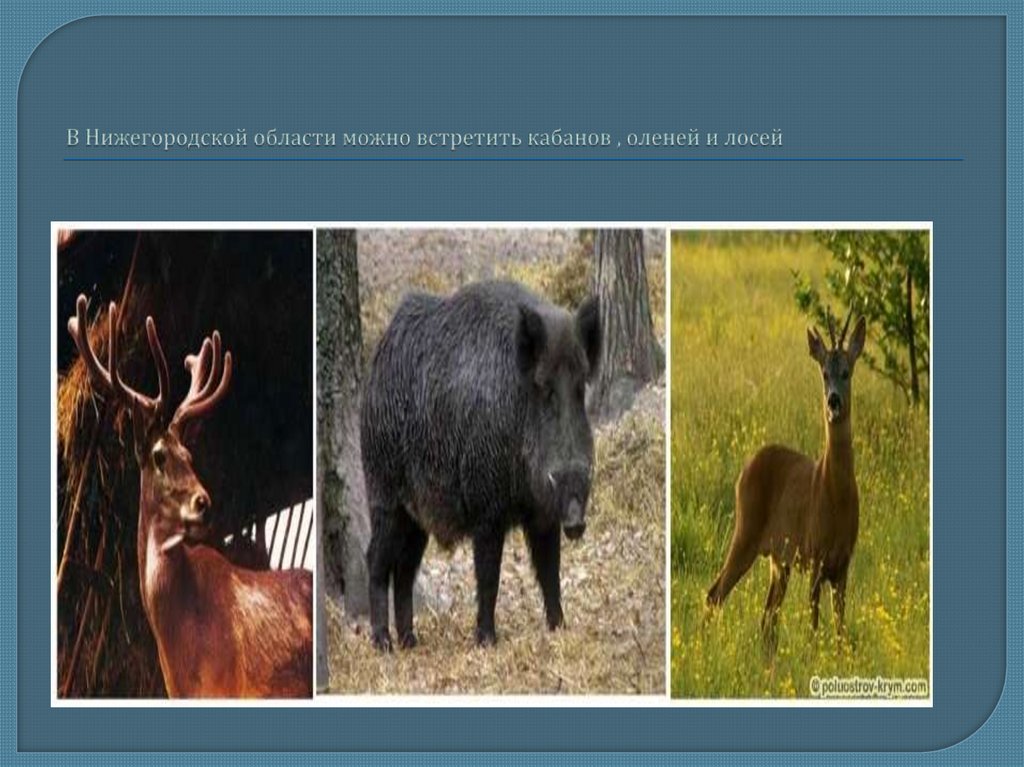 В Нижегородской области можно встретить кабанов , оленей и лосей