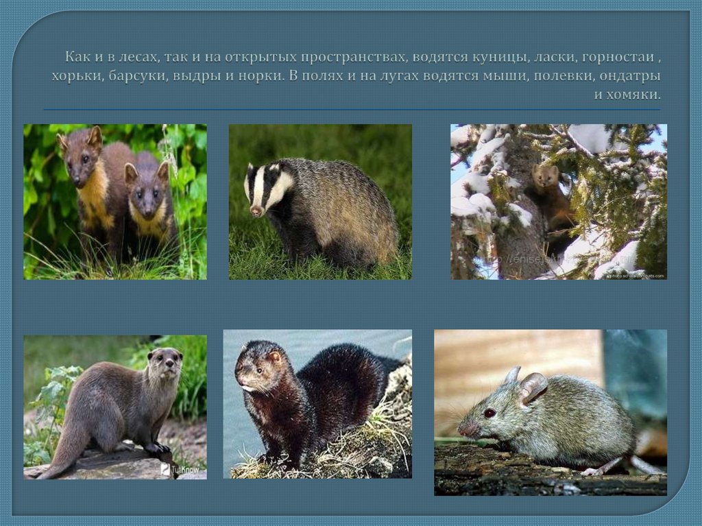 Как и в лесах, так и на открытых пространствах, водятся куницы, ласки, горностаи , хорьки, барсуки, выдры и норки. В полях и на