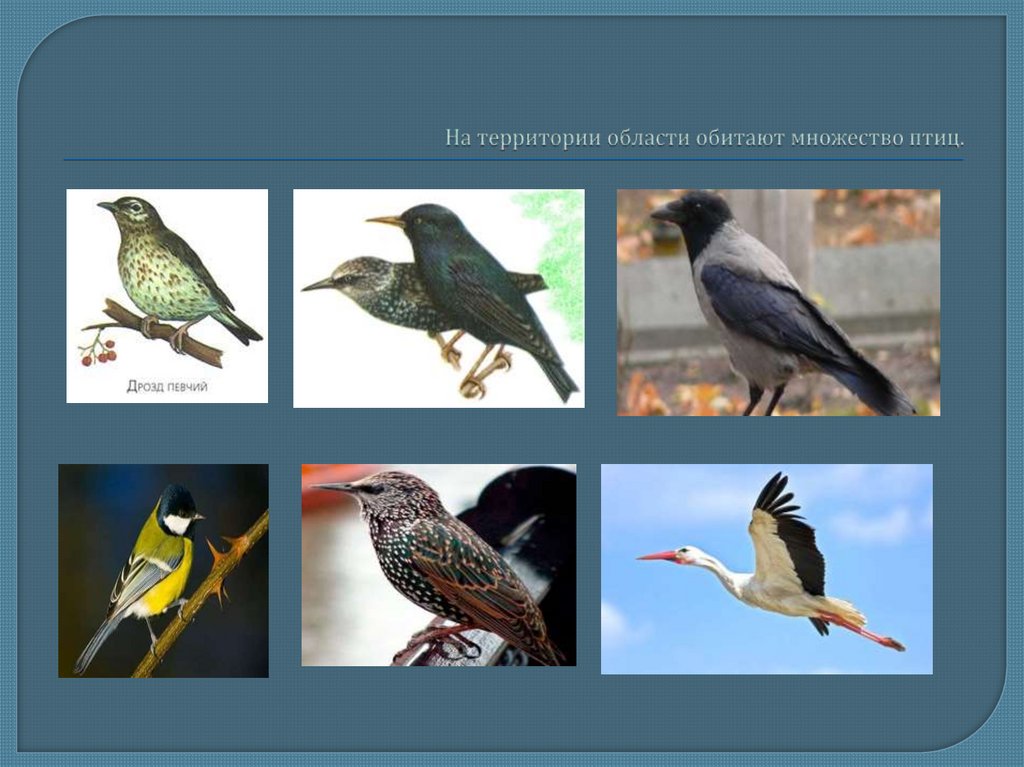 На территории области обитают множество птиц.