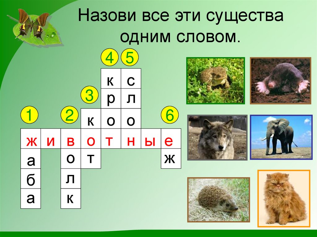 Назови все эти существа одним словом.