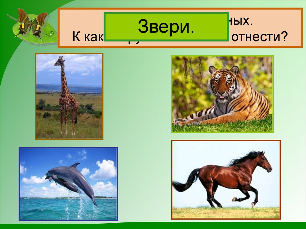 Назови этих животных. К какой группе их можно отнести?