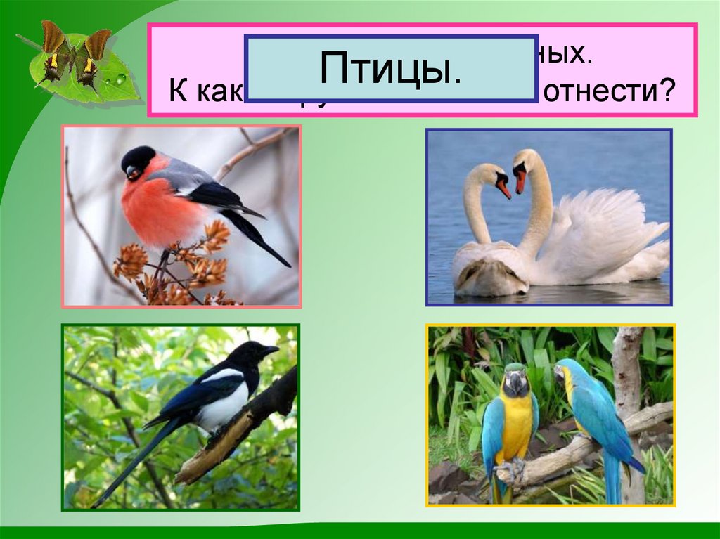 Назови этих животных. К какой группе их можно отнести?