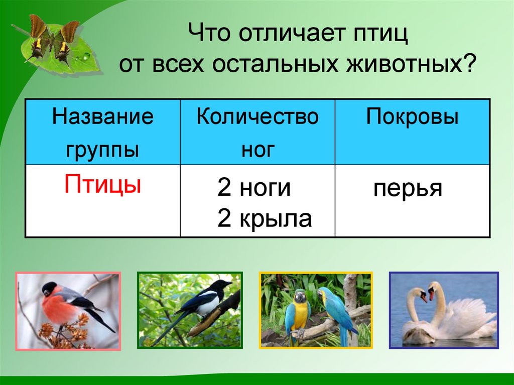 Что отличает птиц от всех остальных животных?
