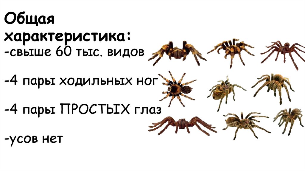 Общая характеристика: -свыше 60 тыс. видов -4 пары ходильных ног -4 пары ПРОСТЫХ глаз -усов нет