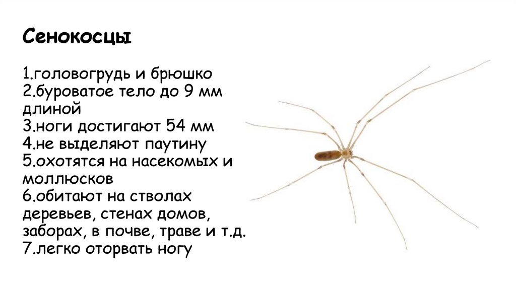 Сенокосцы 1.головогрудь и брюшко 2.буроватое тело до 9 мм длиной 3.ноги достигают 54 мм 4.не выделяют паутину 5.охотятся на