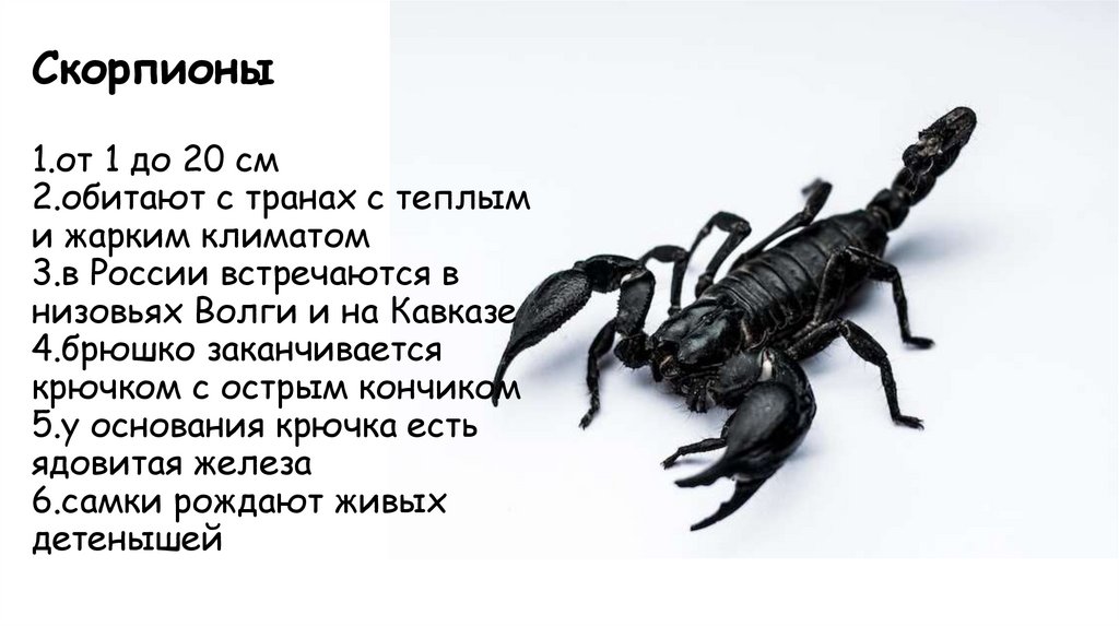 Скорпионы 1.от 1 до 20 см 2.обитают с транах с теплым и жарким климатом 3.в России встречаются в низовьях Волги и на Кавказе