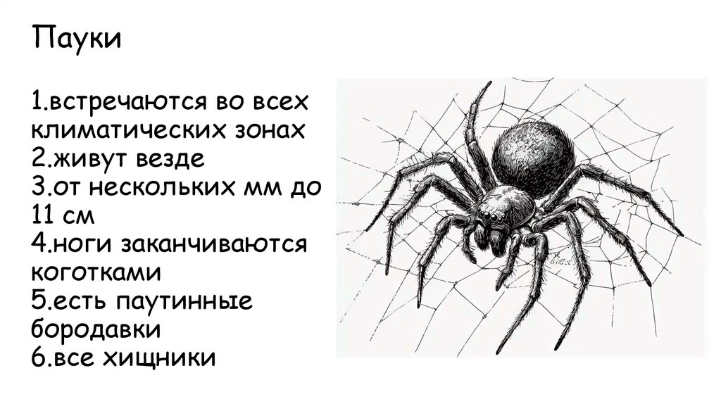 Пауки 1.встречаются во всех климатических зонах 2.живут везде 3.от нескольких мм до 11 см 4.ноги заканчиваются коготками 5.есть