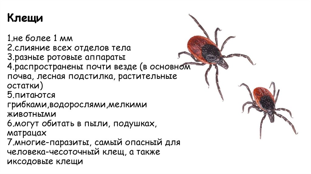 Клещи 1.не более 1 мм 2.слияние всех отделов тела 3.разные ротовые аппараты 4.распространены почти везде (в основном почва,