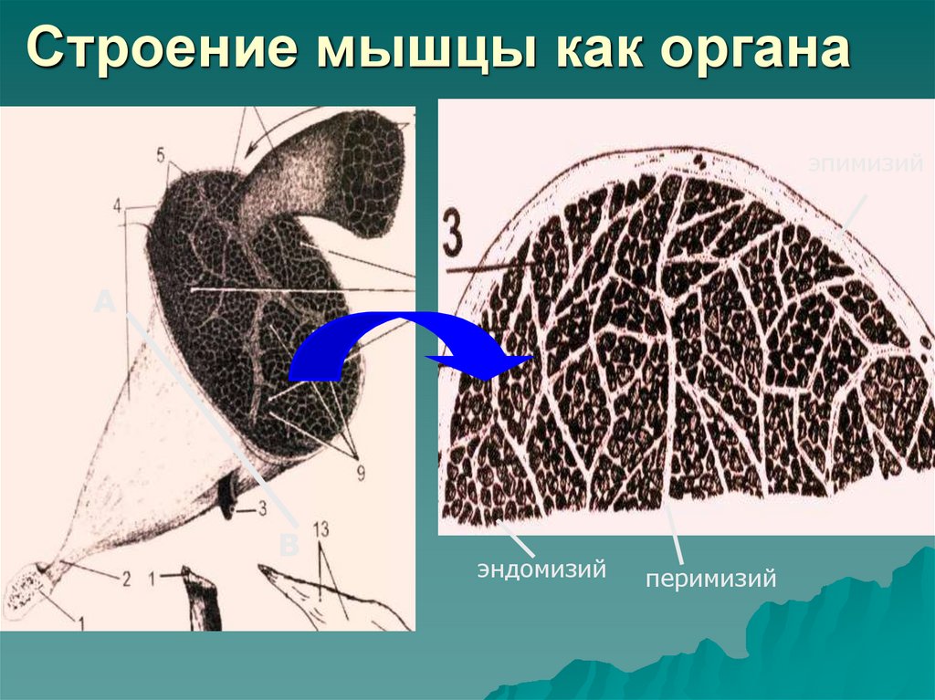 Строение мышцы как органа