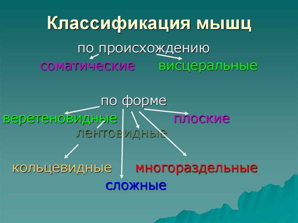 Классификация мышц