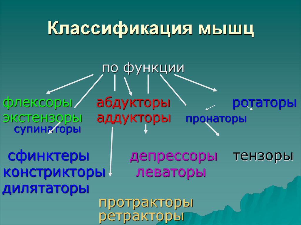 Классификация мышц