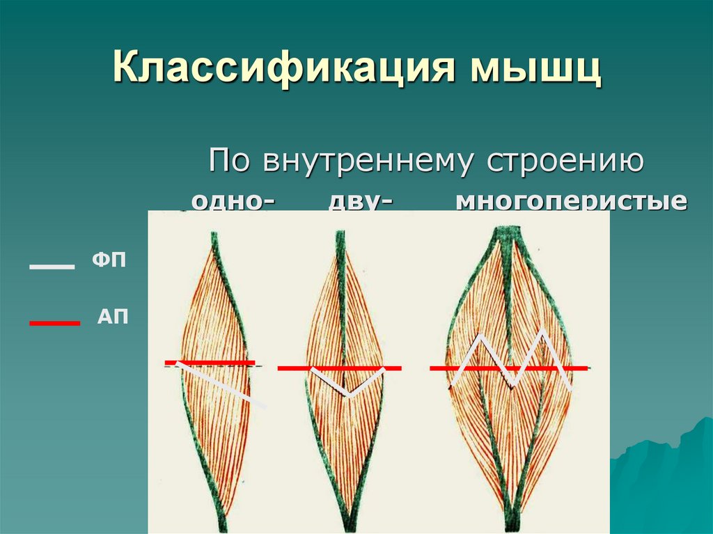 Классификация мышц