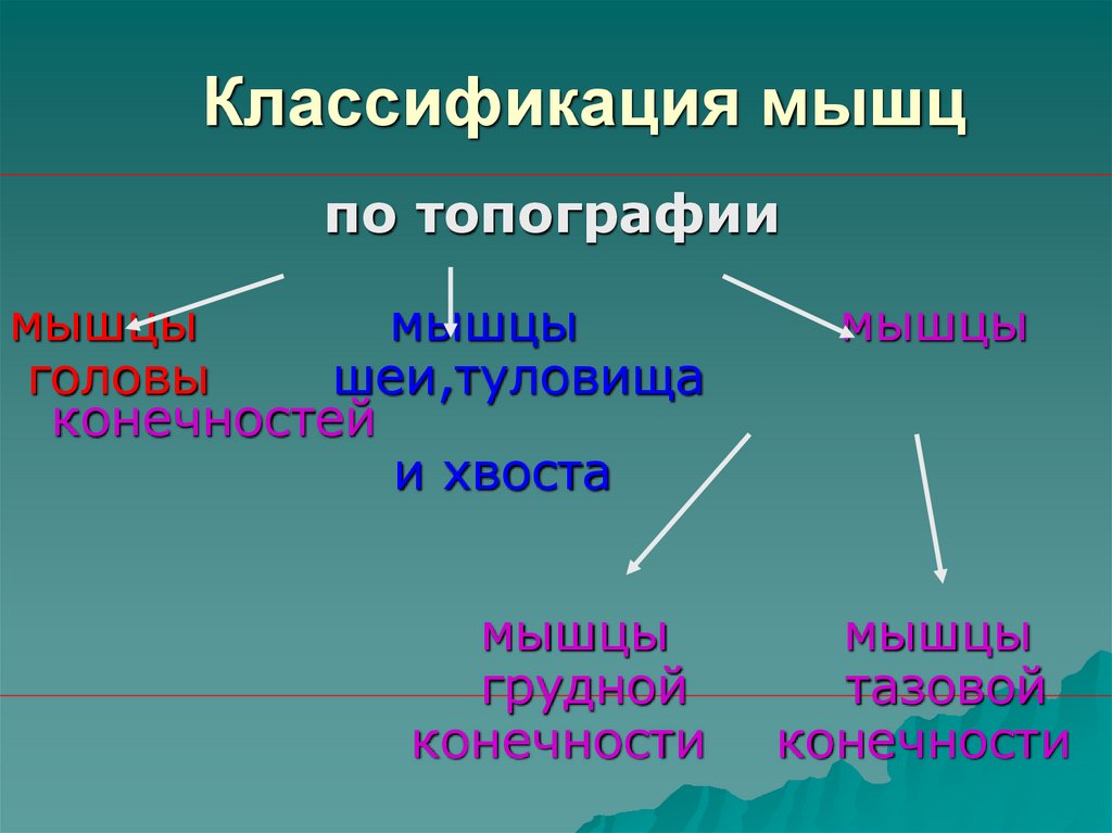 Классификация мышц