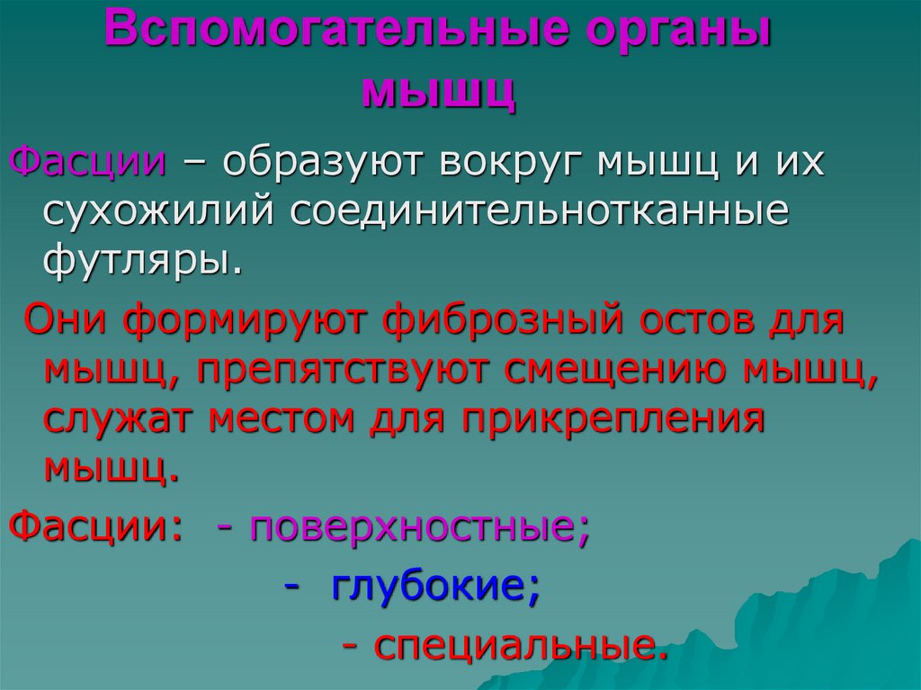 Вспомогательные органы мышц