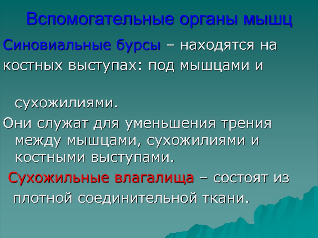 Вспомогательные органы мышц