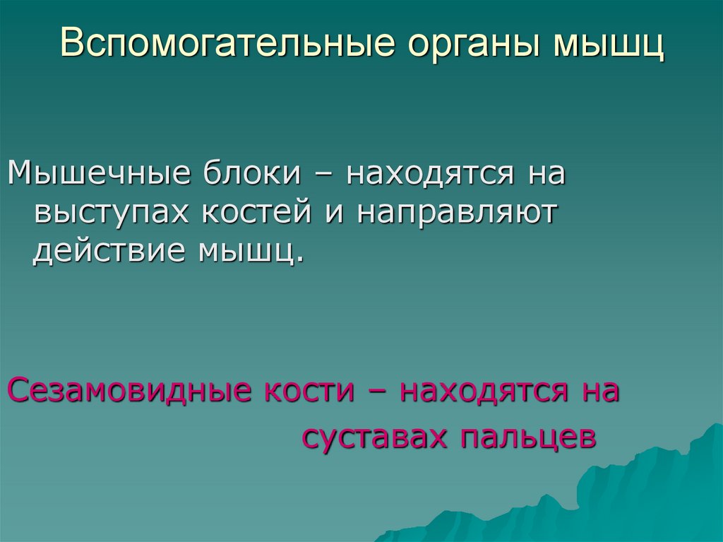 Вспомогательные органы мышц