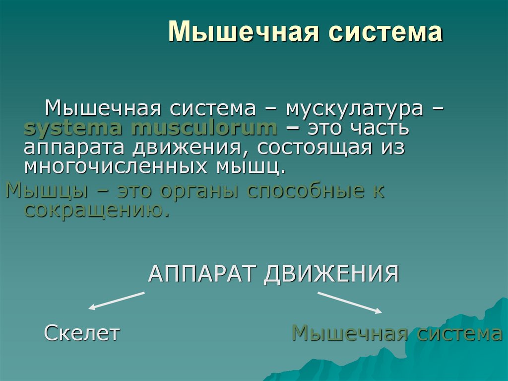 Мышечная система