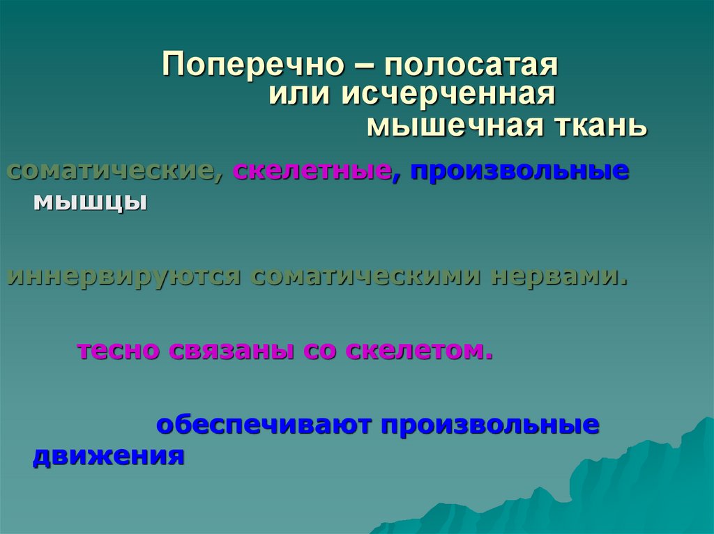 Поперечно – полосатая или исчерченная мышечная ткань