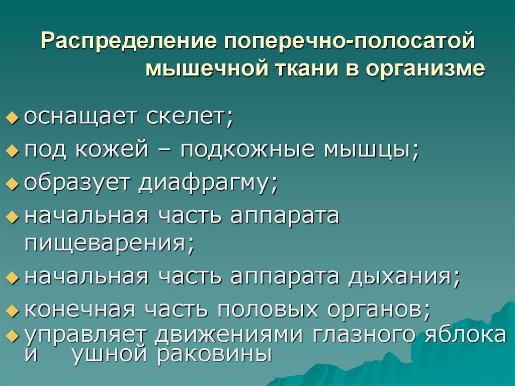 Распределение поперечно-полосатой мышечной ткани в организме
