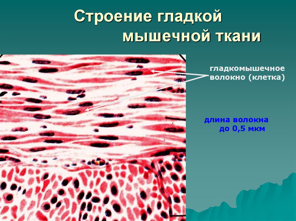 Строение гладкой мышечной ткани