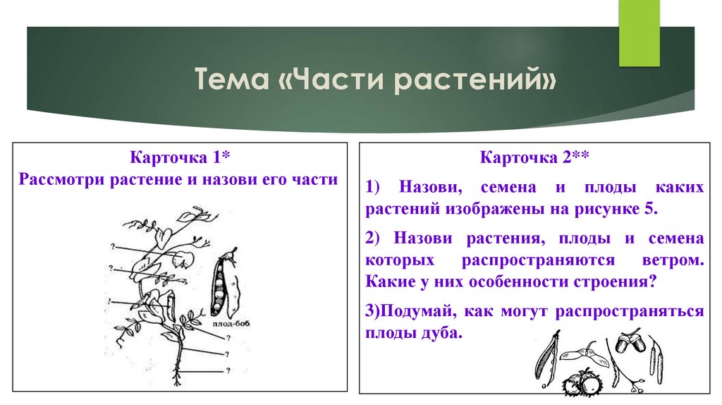 Тема «Части растений»