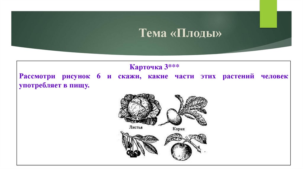 Тема «Плоды»