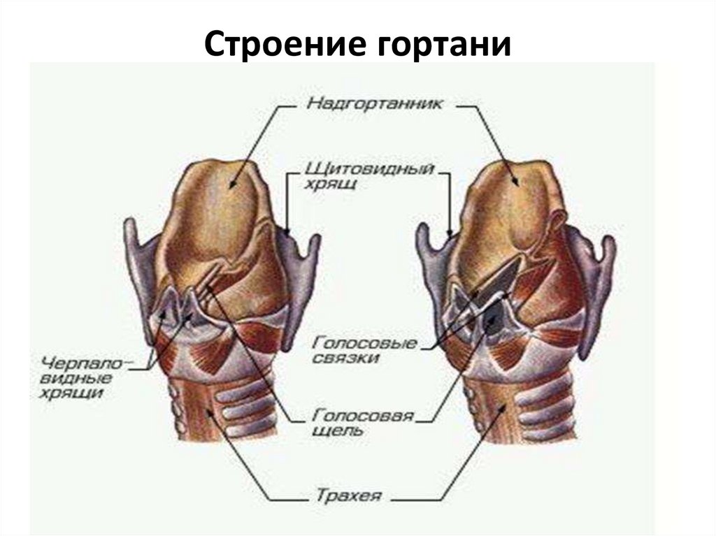 Строение гортани