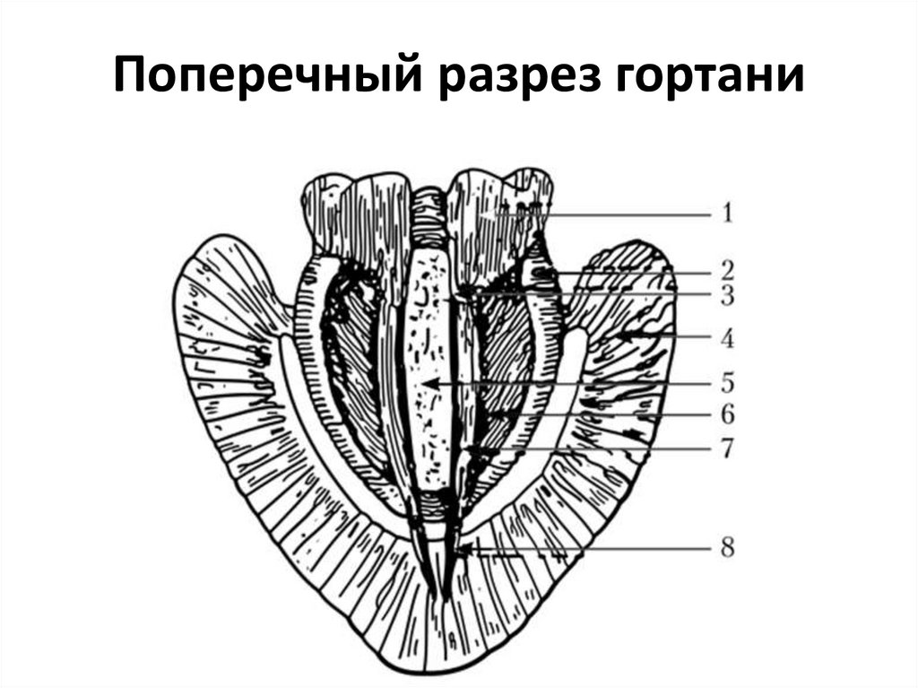 Поперечный разрез гортани