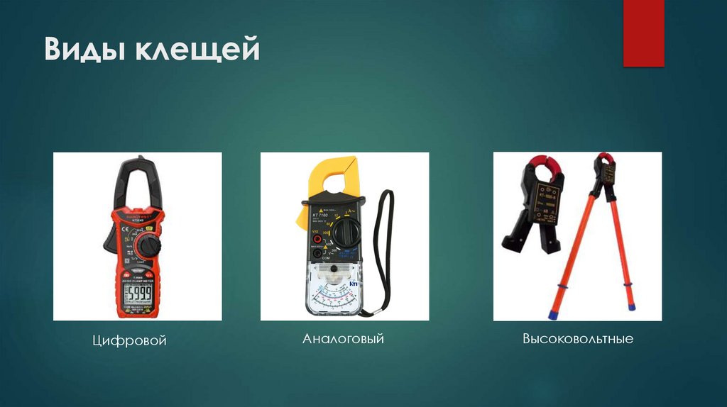 Виды клещей