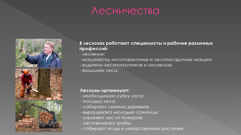 Лесничества