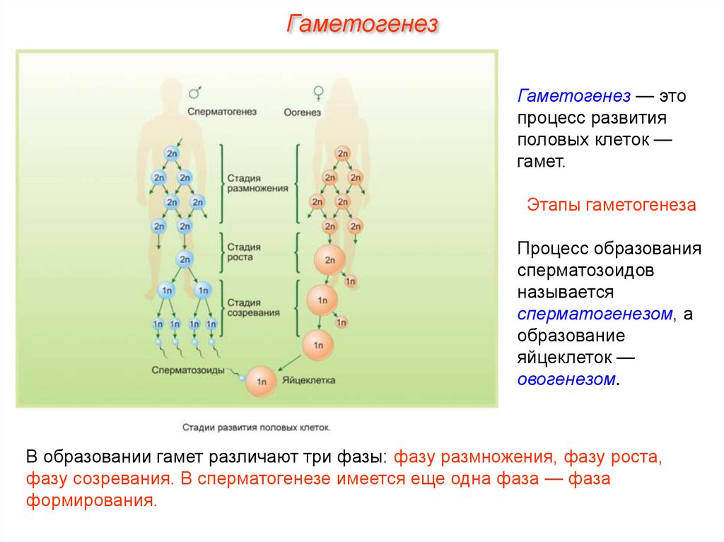 Образование половых клеток стадия размножения. Образование половых клеток стадия размножения