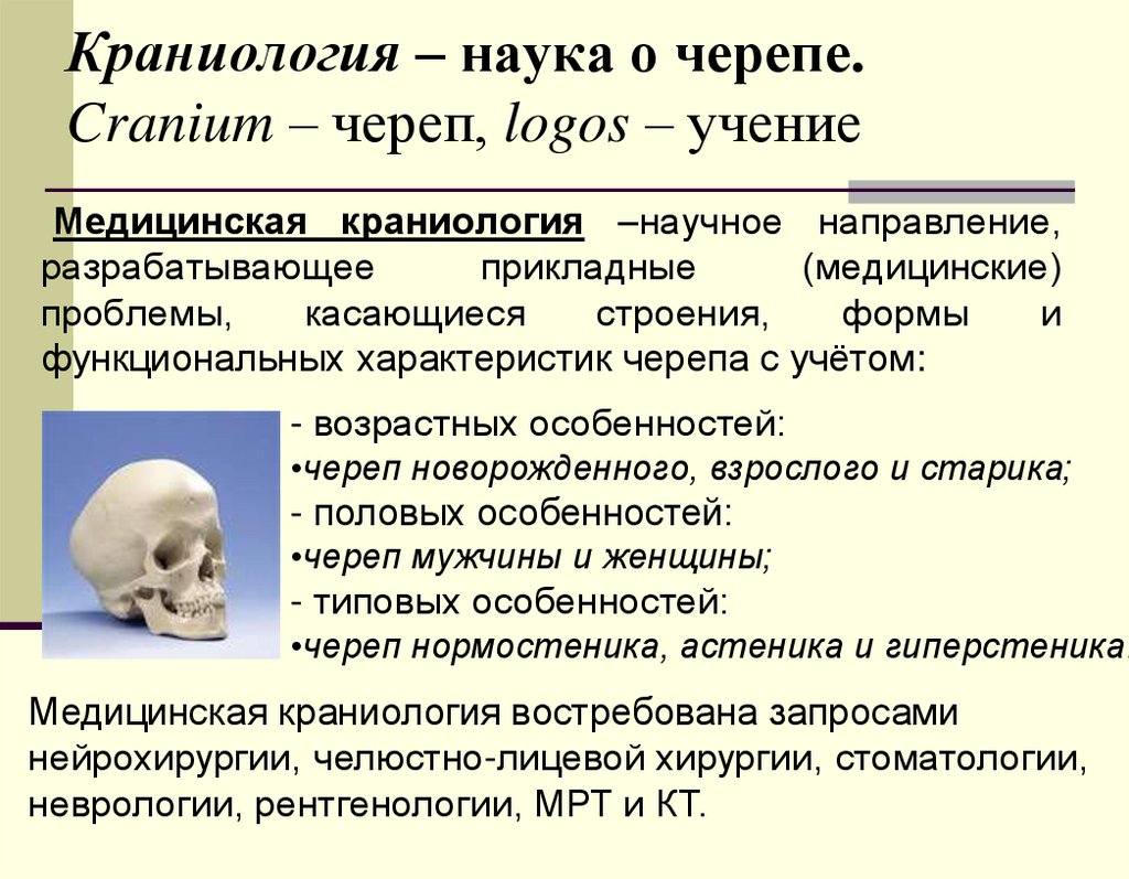Краниология – наука о черепе. Cranium – череп, logos – учение