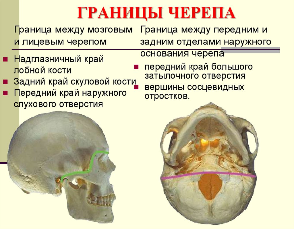 ГРАНИЦЫ ЧЕРЕПА