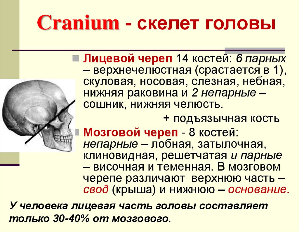Сranium - скелет головы
