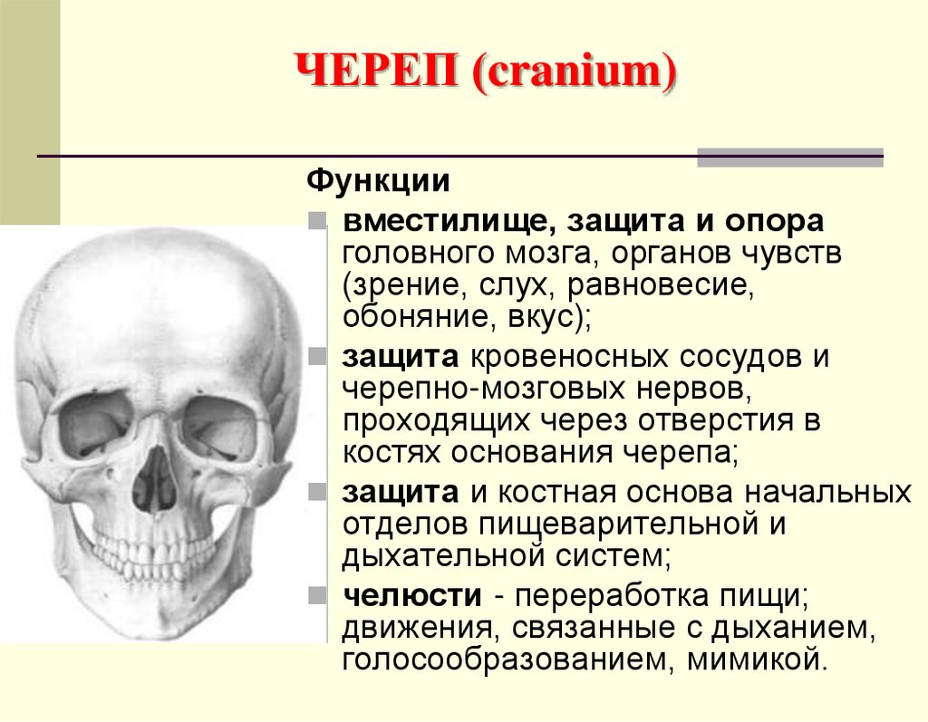 ЧЕРЕП (cranium)