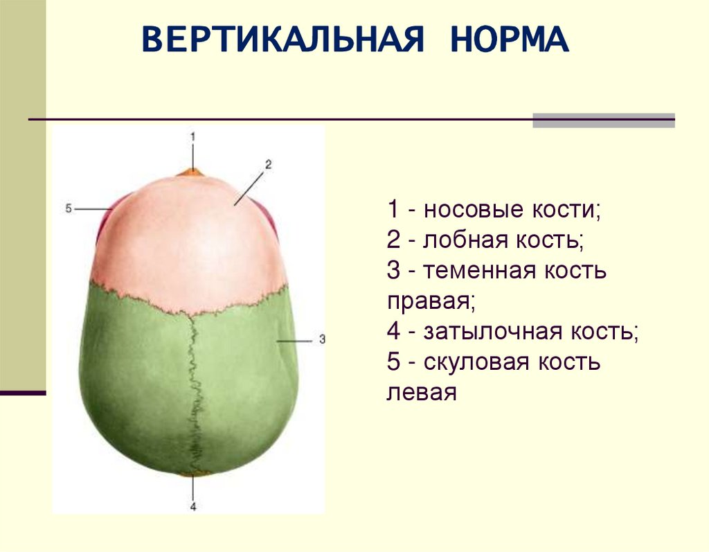 1 - носовые кости; 2 - лобная кость; 3 - теменная кость правая; 4 - затылочная кость; 5 - скуловая кость левая